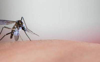 Casos prováveis de dengue chegam a quase 7 mil na região