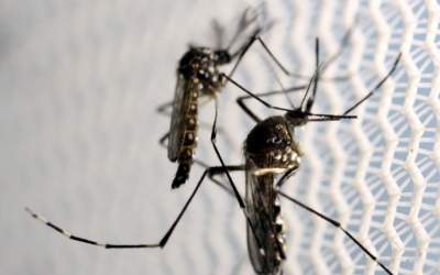 Aedes aegypti: Centro-Oeste de MG tem 24 casos prováveis de dengue