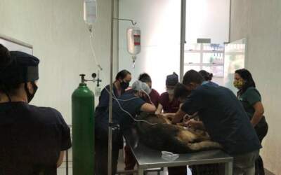 Cachorro da PM é ferido com estaca por suspeito de sequestrar mulher