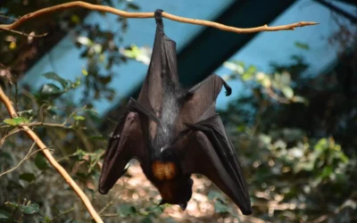 PBH captura mais um morcego com vírus da raiva e total chega a 14